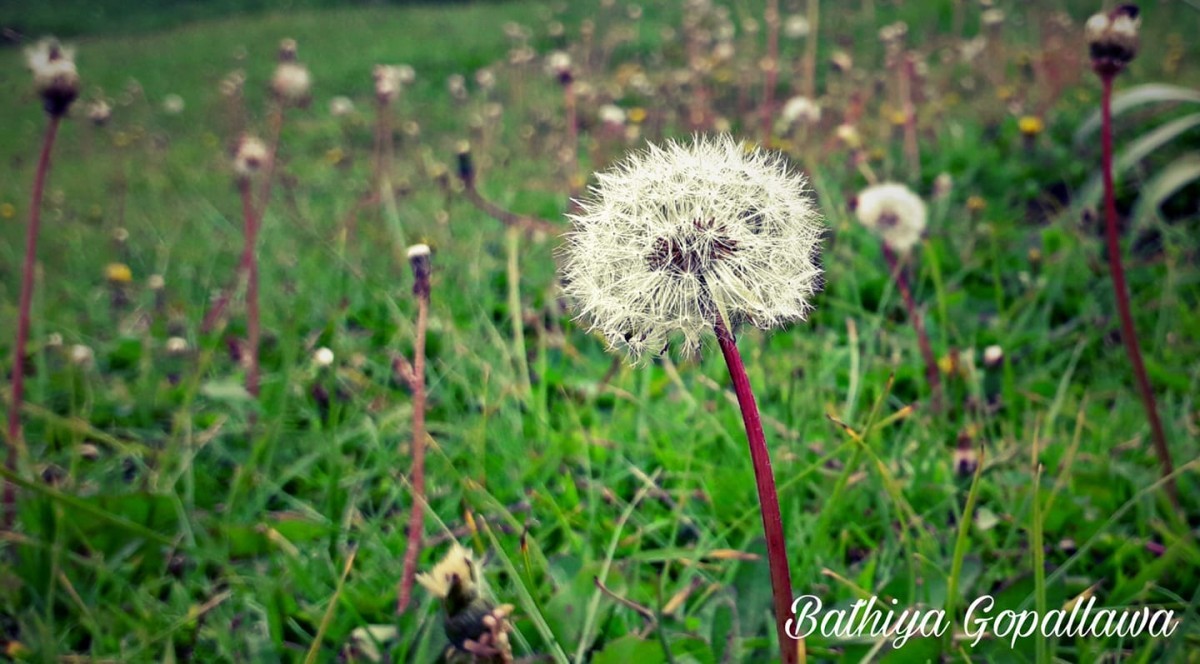 Taraxacum